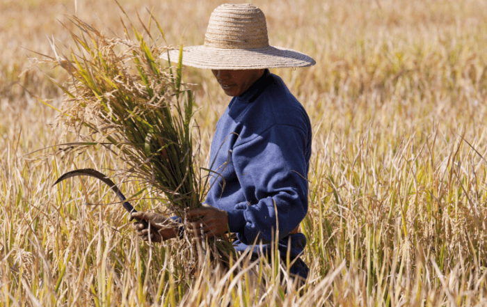 Como aproveitar a safrinha de arroz?